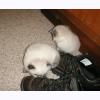 w2061 babies and  boots.jpg 353.0K